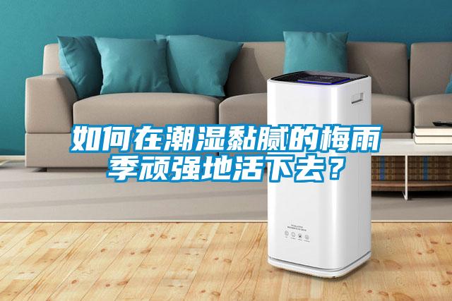 如何在潮濕黏膩的梅雨季頑強地活下去？
