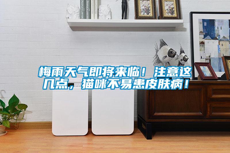 梅雨天氣即將來臨！注意這幾點，貓咪不易患皮膚??！
