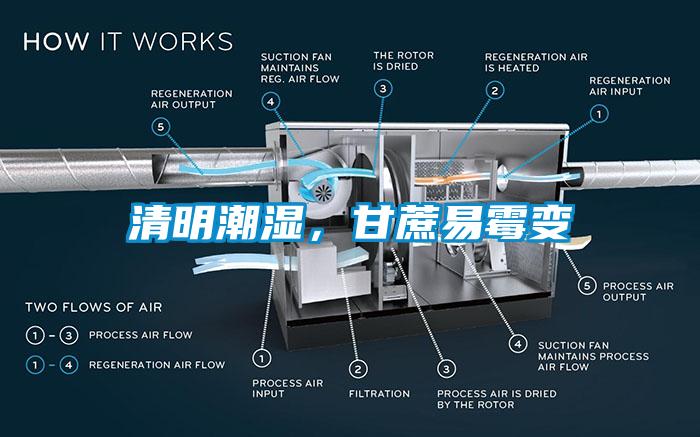 清明潮濕，甘蔗易霉變
