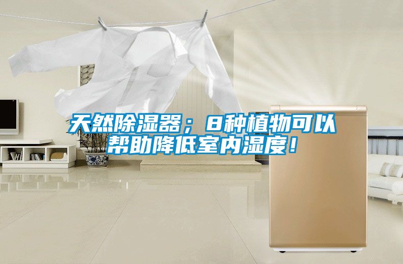 天然除濕器；8種植物可以幫助降低室內(nèi)濕度！